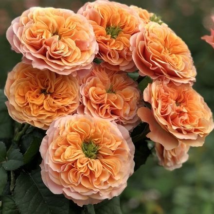 Саут Парк (South Park)