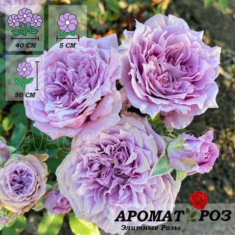 Лавендер Кристалл (Lavender Crystal)