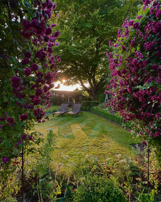 Клематис фиолетовый Пурпуреа Плена Элеганс Закупка М33 апрель 2026