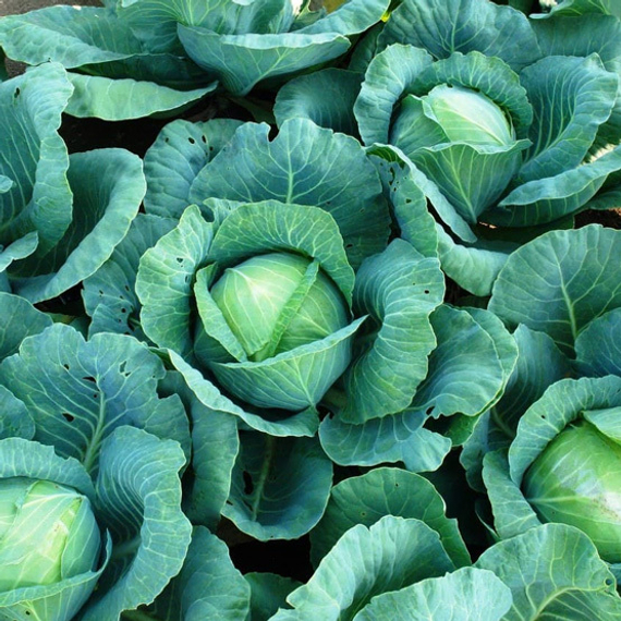 Ринда F1 семена капусты белокочанной (Seminis / ALEXAGRO) культура – фото 5