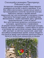 Розмарин Простратус ампельный