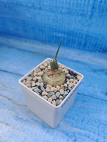 Albuca Spiralis (Альбука)