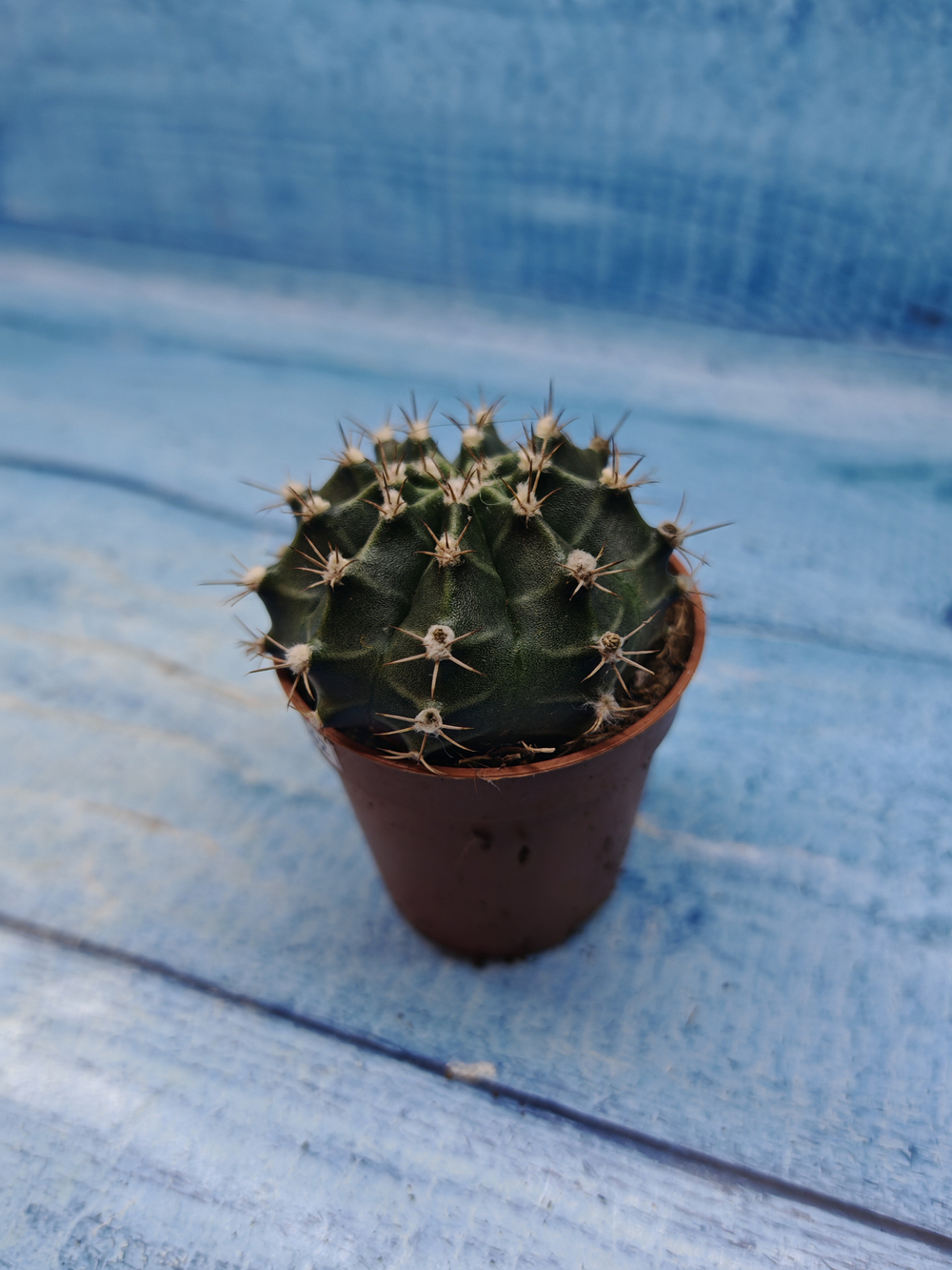 Gymnocalycium Friedrichii (Гимнокалициум)