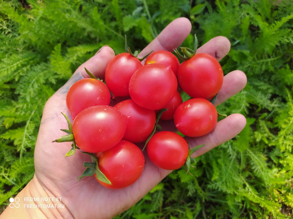 Гераниум кисс (Geranium kiss) сорт томата