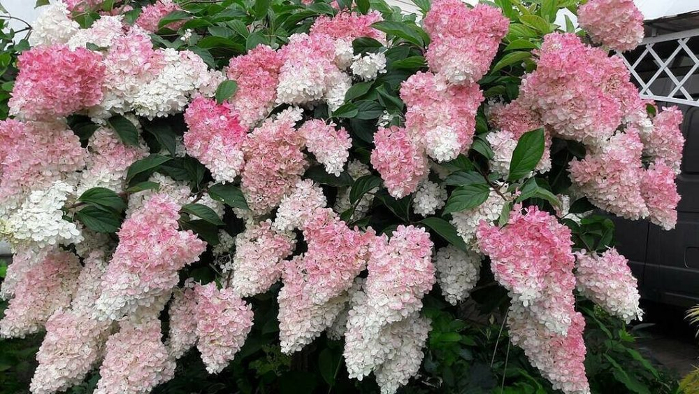 Гортензия метельчатая "ВАНИЛА ФРЕЙЗ"