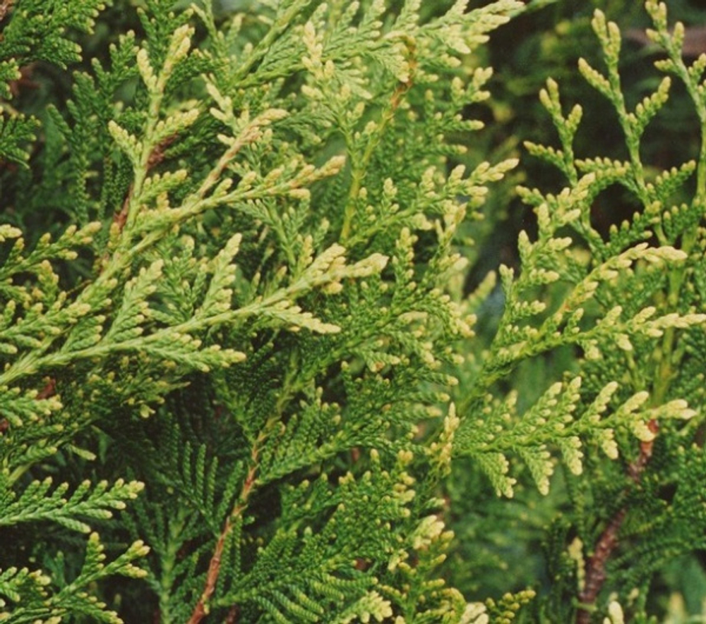 Туя западная Ауреоспиката (Thuja occidentalis Aureospicata) р9 август 2026 г