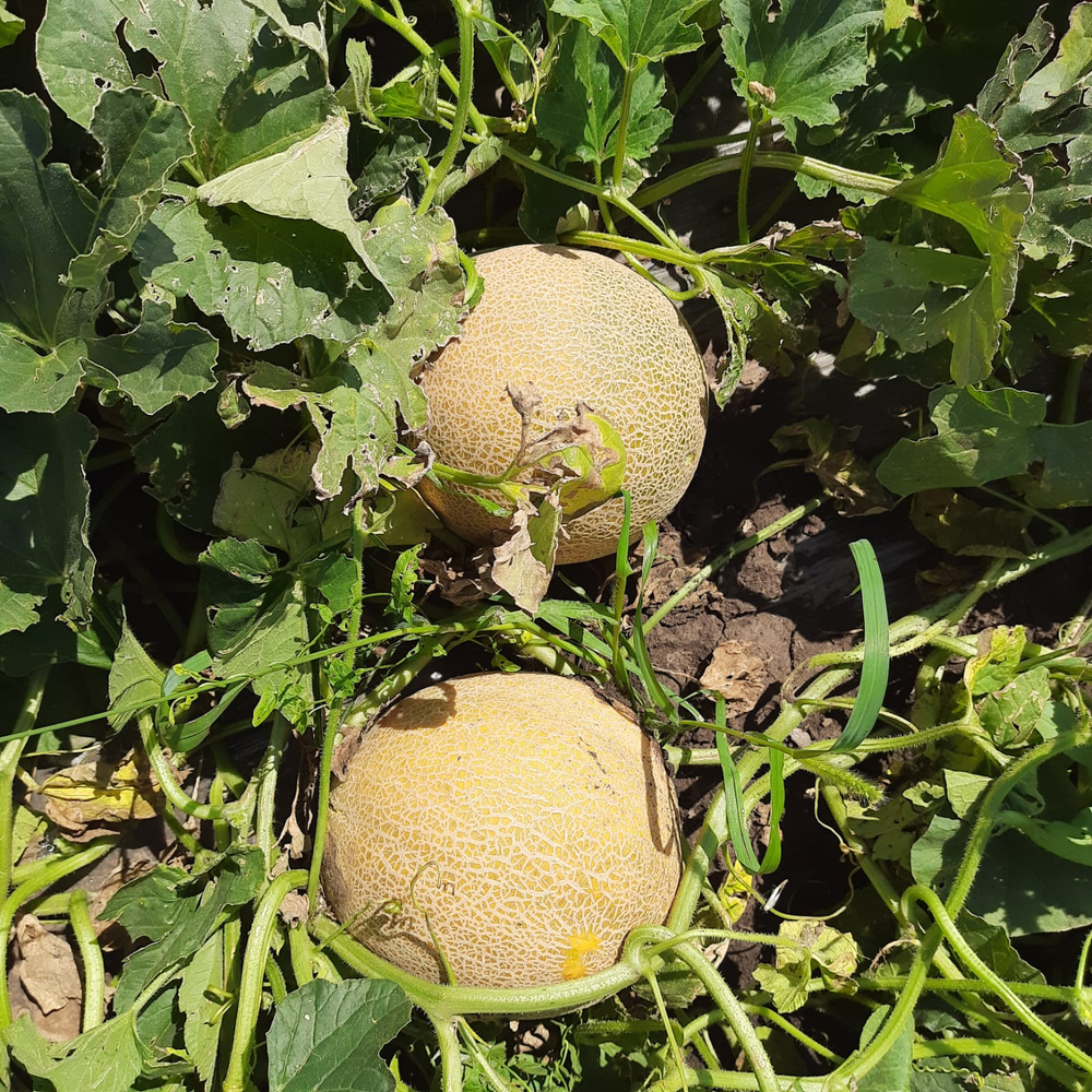 Мелира F1 семена дыни ( Yuksel Tohum / )