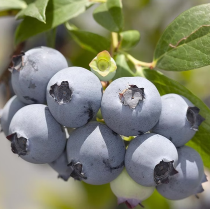 Голубика Ханна Чойс