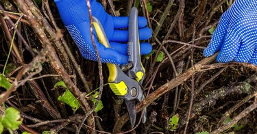 Защита ягодных кустов от мороза: укрытие и обрезка