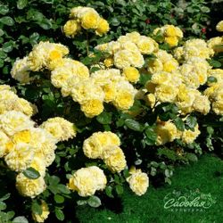 Анни Дюпрей (Anny Duperey)