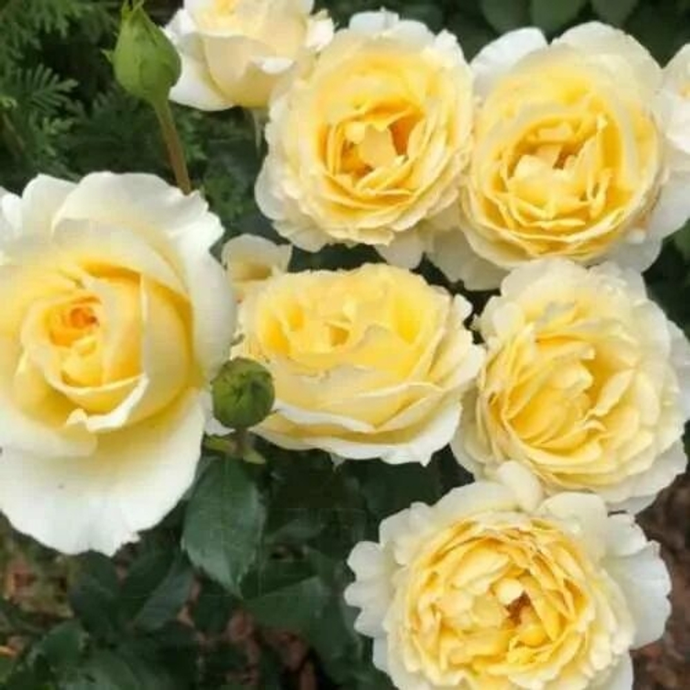 Роза 'Айриш Хоуп (ФЛОРИБУНДА)