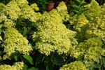 Гортензия метельчатая Lime Sparkle