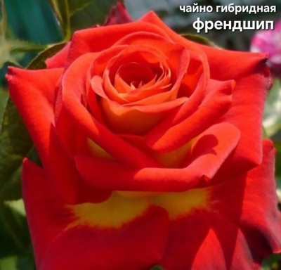 Саженцы роз чайно гибридная ФРЕНД ШИП
