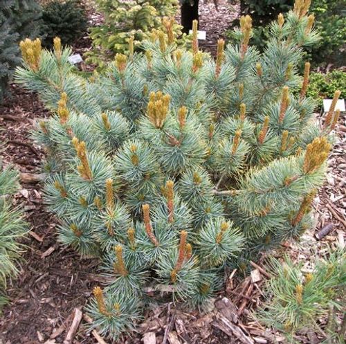 Pinus-pumila-_Glauca_.jpg