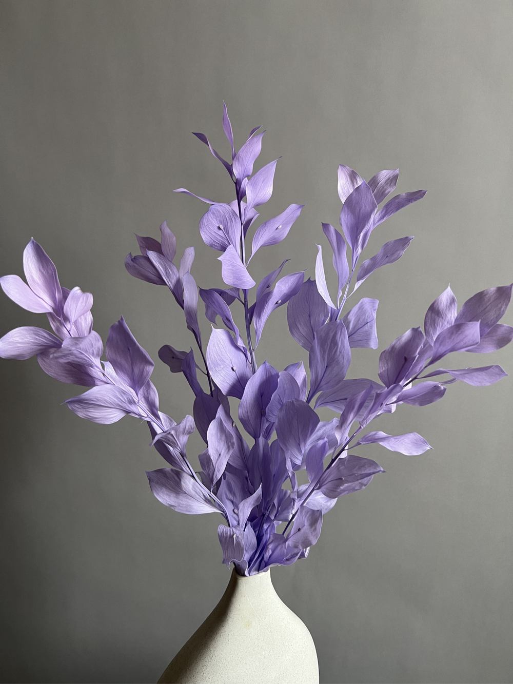 Рускус садовый стабилизированный сиреневый