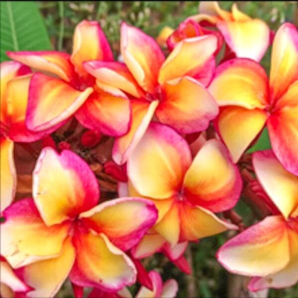 Плюмерия PARROT