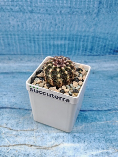 Echinocereus Viridiflorus (Эхиноцереус)