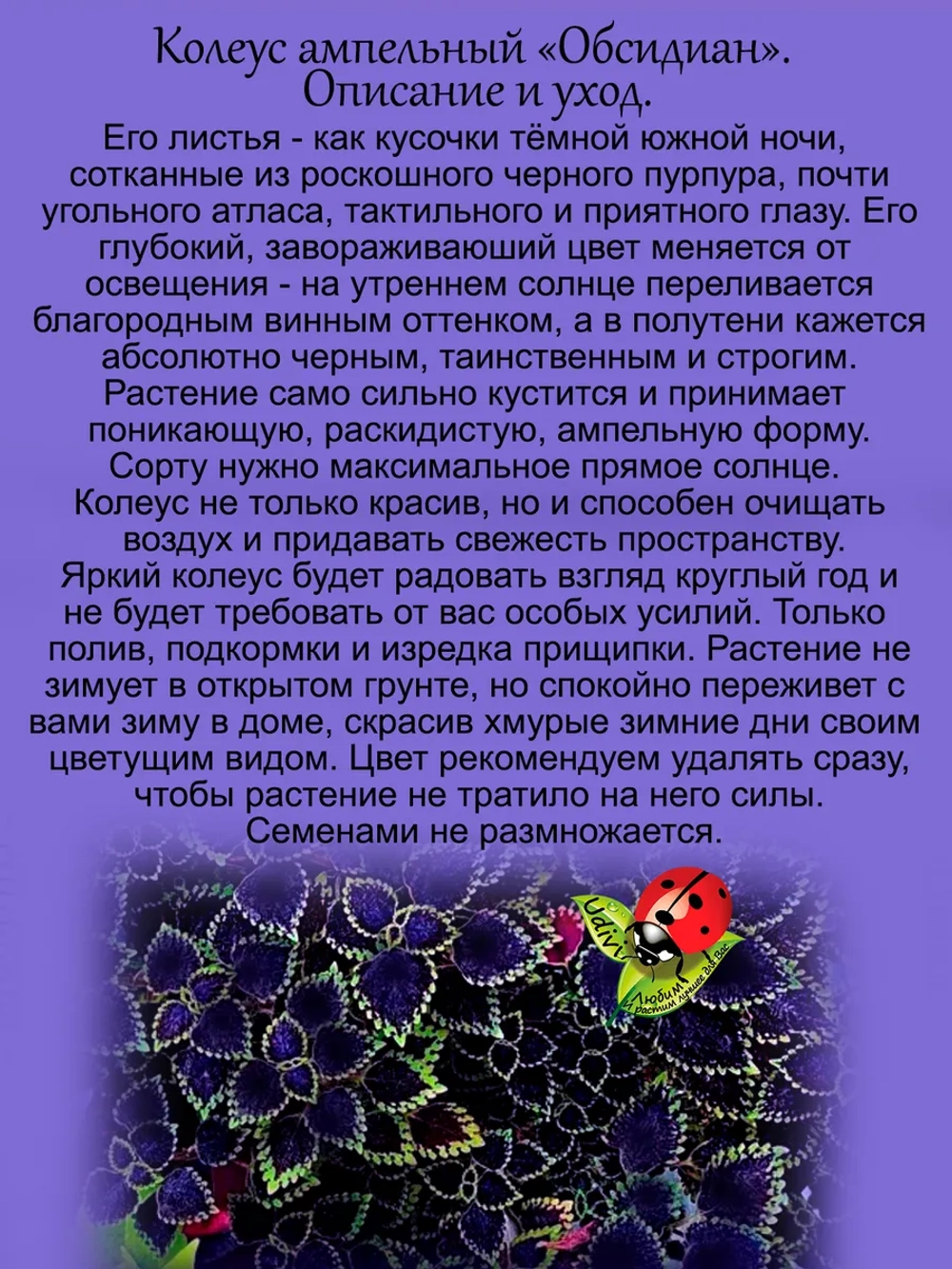 Колеус ампельный Обсидиан