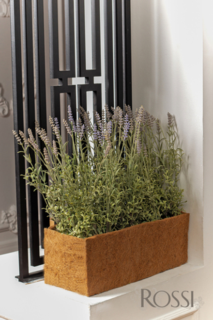 Лаванда в кашпо из кокосового волокна