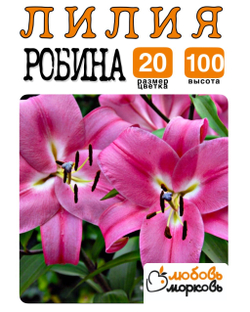 Лилия Луковица, Робина, ОТ-гибрид, разбор 20/22, 1 шт