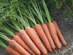 Аурантина F1 семена моркови курода/шантане (Takii / Таки)