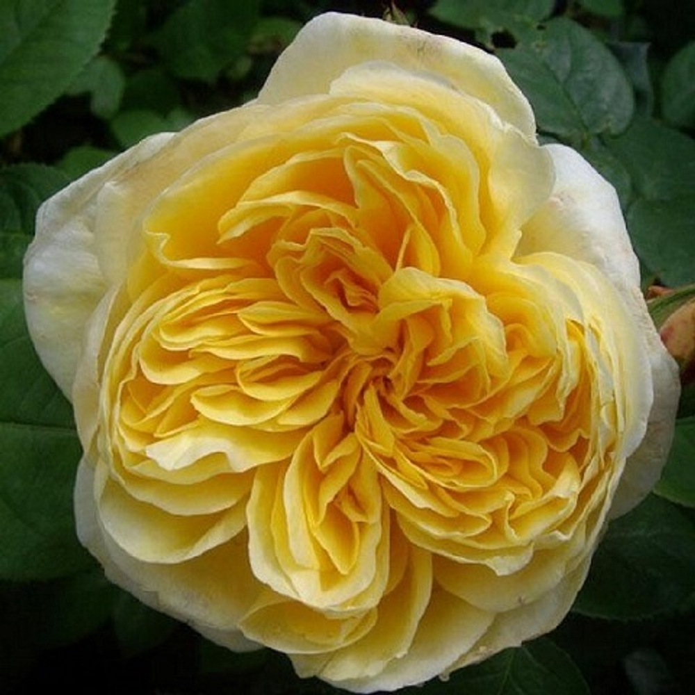 Роза английская Charlotte