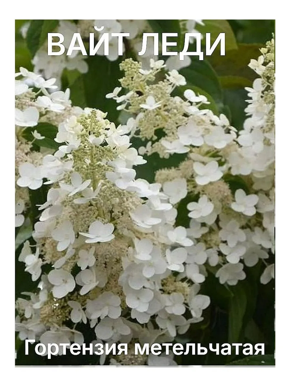 Вайт Леди гортензия метельчатая