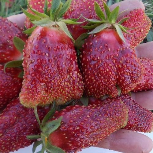 Купчиха земклуника