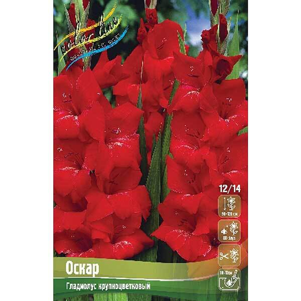 Гладиолус Оскар