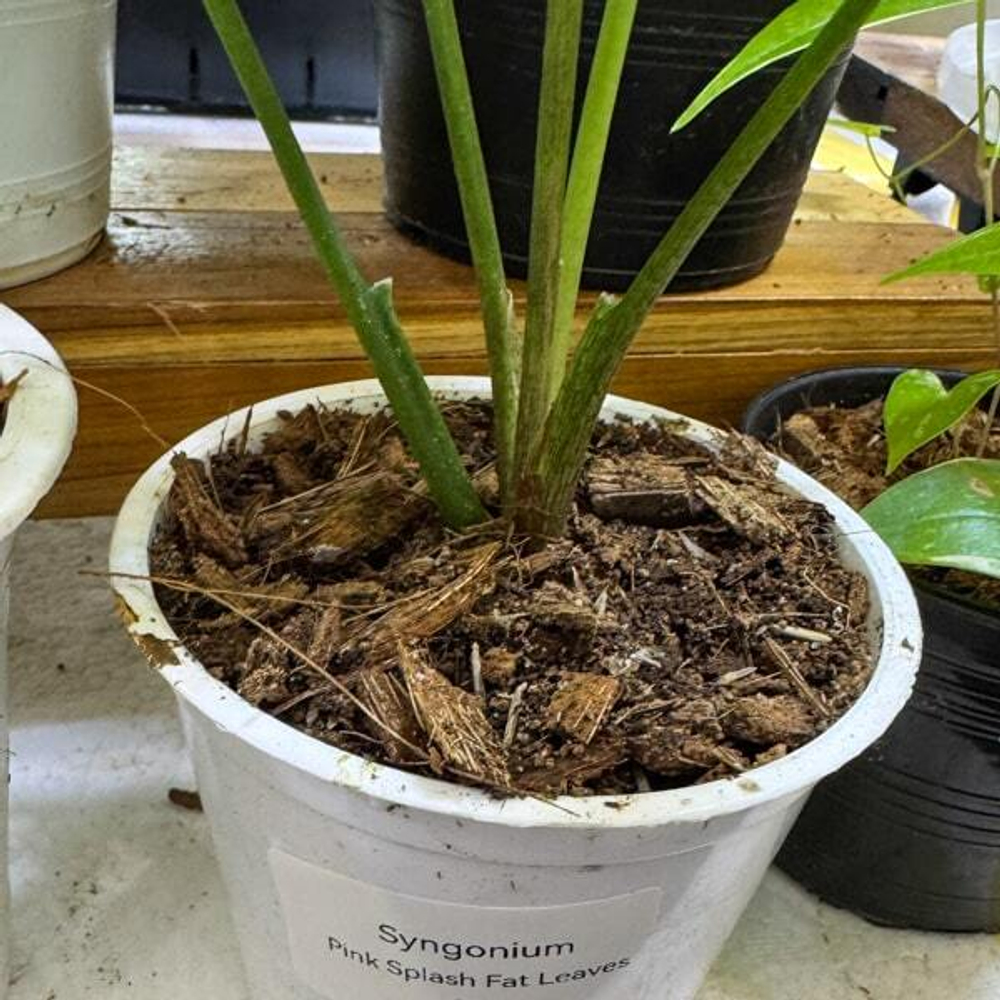 Сингониум PINK SPLASH FAT LEAVES