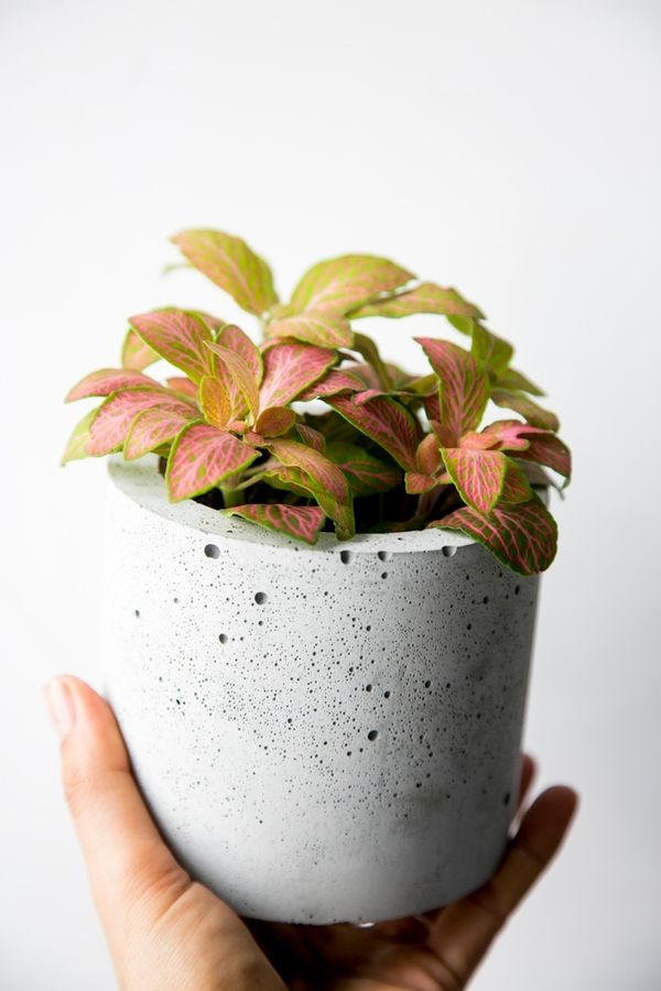 Купить Фиттонию за 1000 руб в интернет - магазине Krapiva