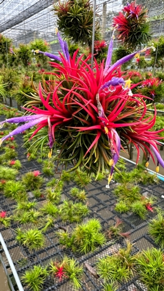 Предзаказ тилландсий. Июнь 2026