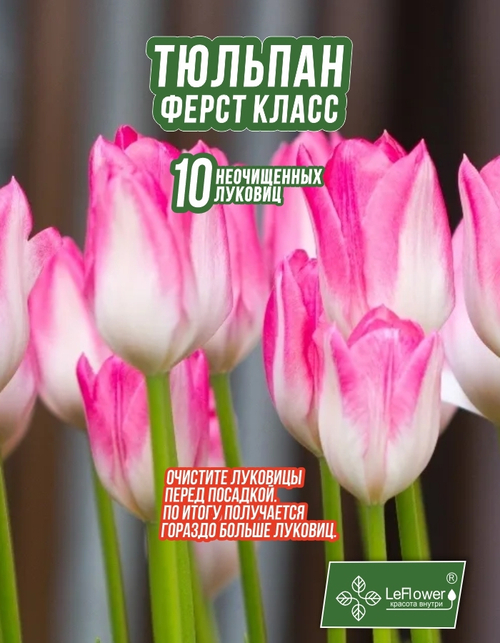 Тюльпан Ферст Класс 10 луковиц