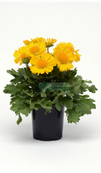 Гайлардия остистая MESA YELLOW