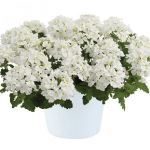 В5 Вербена Еmpress Sun White