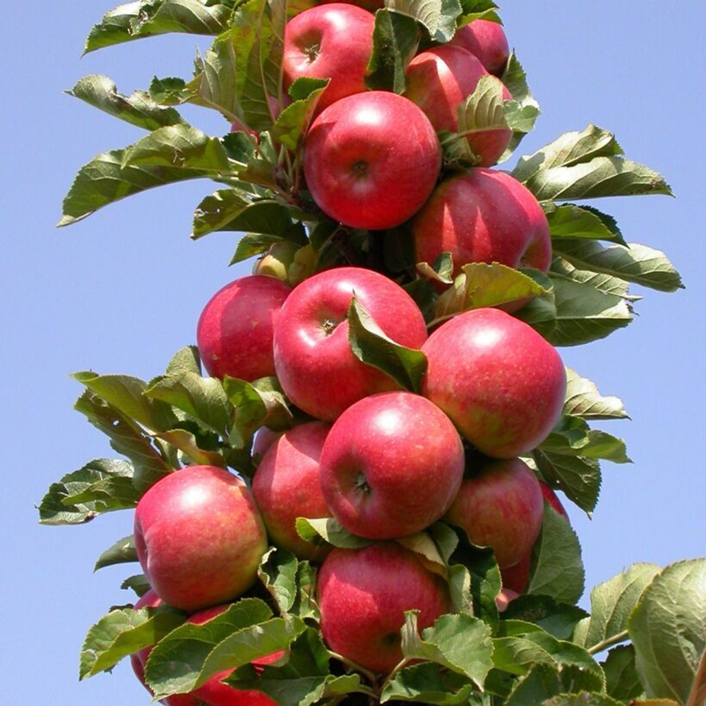 Яблоня колоновидная Арбат