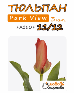 Тюльпан Луковица,Park View, 3шт, разбор 11/12 (Любовь Морковь)