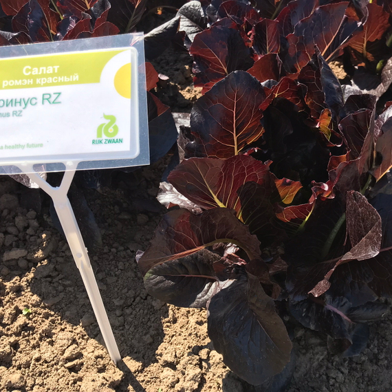Туринус семена салата ромэн (Rijk Zwaan / Райк Цваан) в поле – фото 8