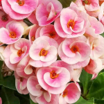 Эуфорбия Миля PINK ROSY