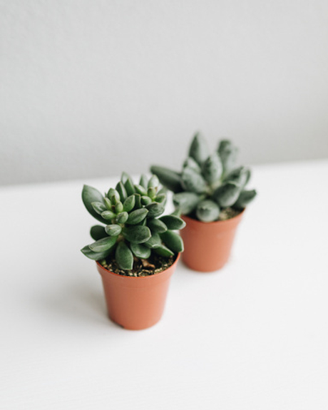 Суккуленты Очиток и Адромискус