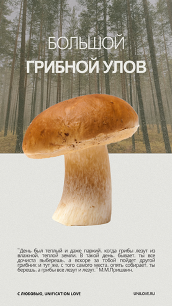 Большой грибной улов