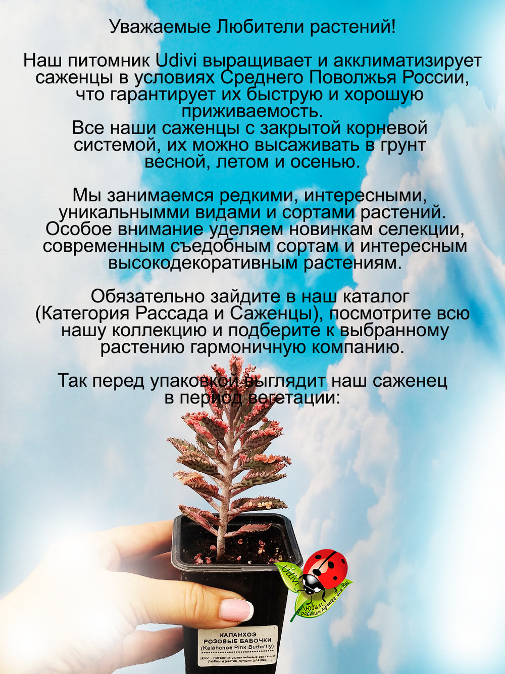 Каланхоэ Розовые бабочки