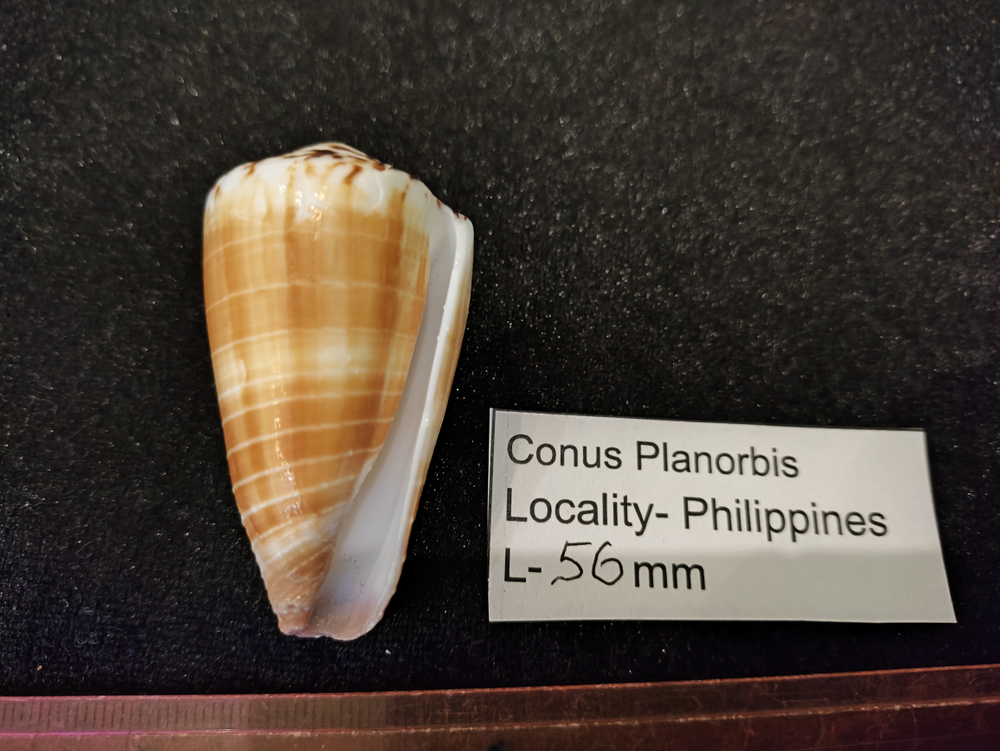 Конус Планорбис