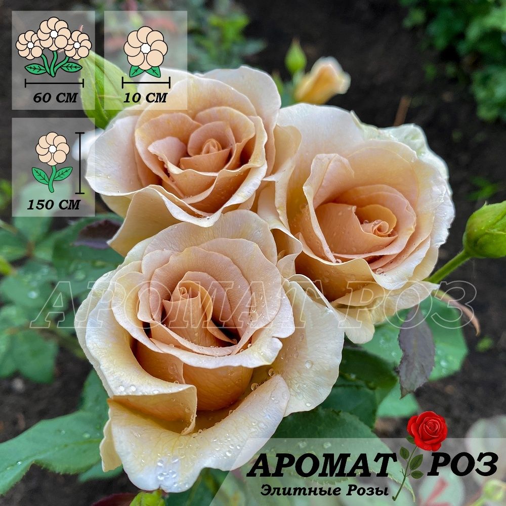 Эвентайл Д*Ор(Eventail D'or)