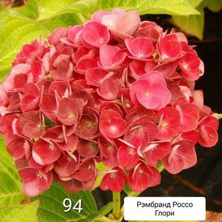 Rembrandt Rosso Glory/ Россо Глори