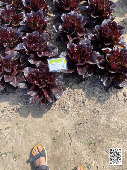 Туринус семена салата ромэн (Rijk Zwaan / Райк Цваан) в поле – фото 22