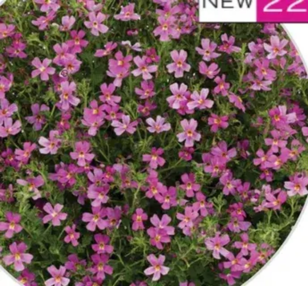 Джеймбриттения Stardom pink