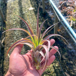 Тилландсия Love Knot (capitata x streptophylla)