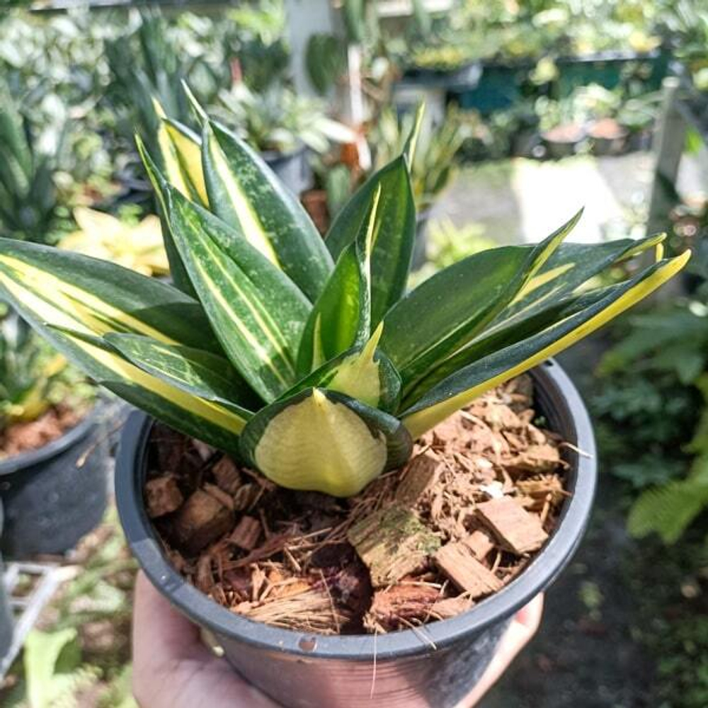 Сансевиерия HAHNII SIAM TOWER