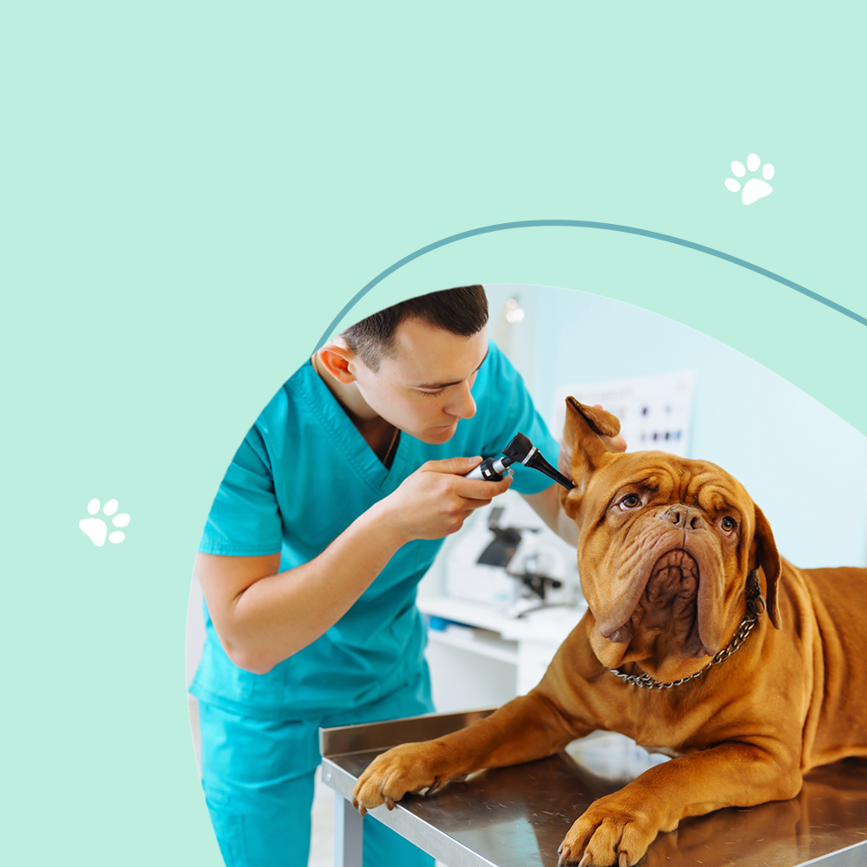 Мастер-класс по эндоскопии для ветеринарных дерматологов